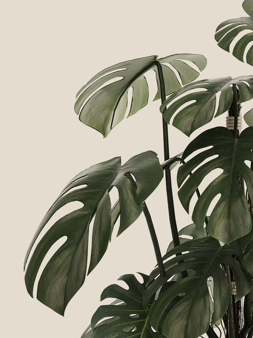 Monstera - Image 2