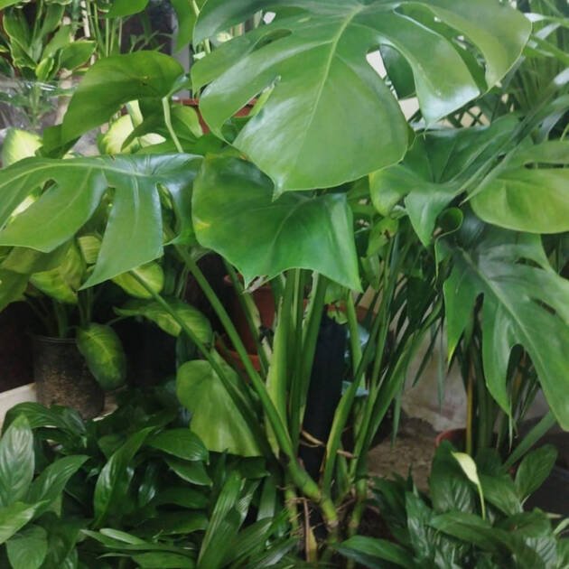 Monstera deliciosa – Swiss Cheese Plant for Indoor Homes & Offices