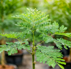 Moringa Tree (Moringa oleifera) – Fast-Growing Nutrient-Rich Superfood Tree