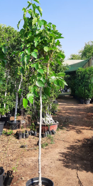 Mulberry Tree (Morus spp.) – Fast-Growing Fruit & Shade Tree for Gardens and Orchards