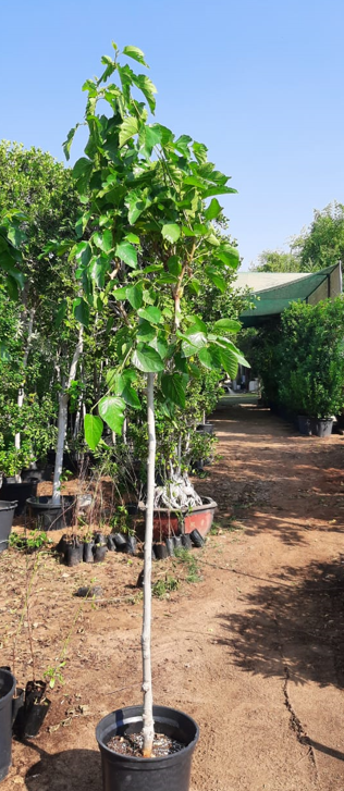Mulberry Tree (Morus spp.) – Fast-Growing Fruit & Shade Tree for Gardens and Orchards