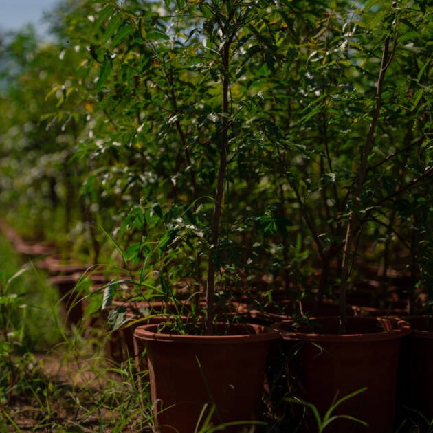 Neem Tree (Azadirachta indica) – Evergreen Medicinal Shade Tree for Gardens & Landscapes
