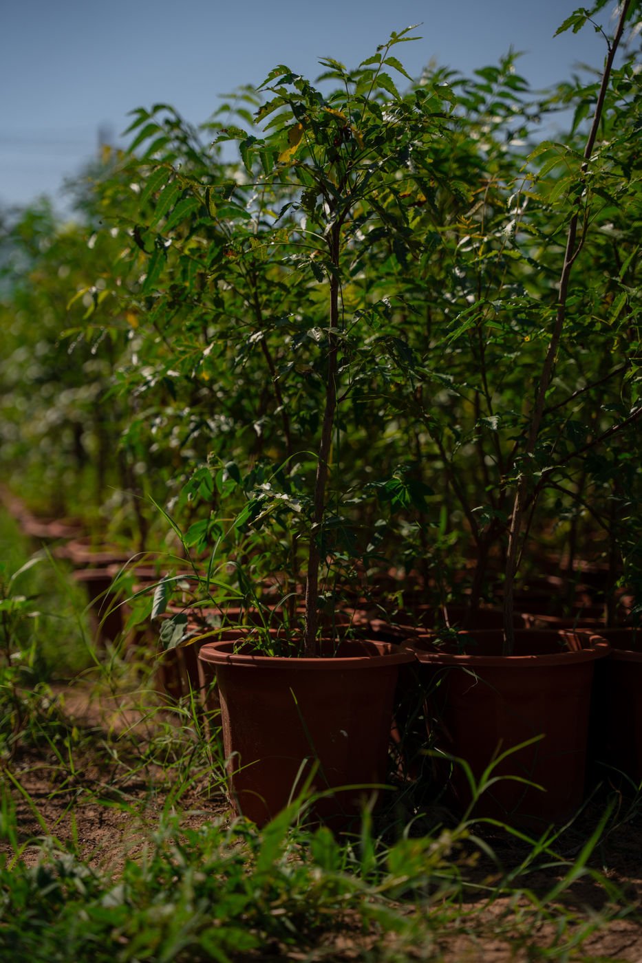 Neem Tree (Azadirachta indica) – Evergreen Medicinal Shade Tree for Gardens & Landscapes