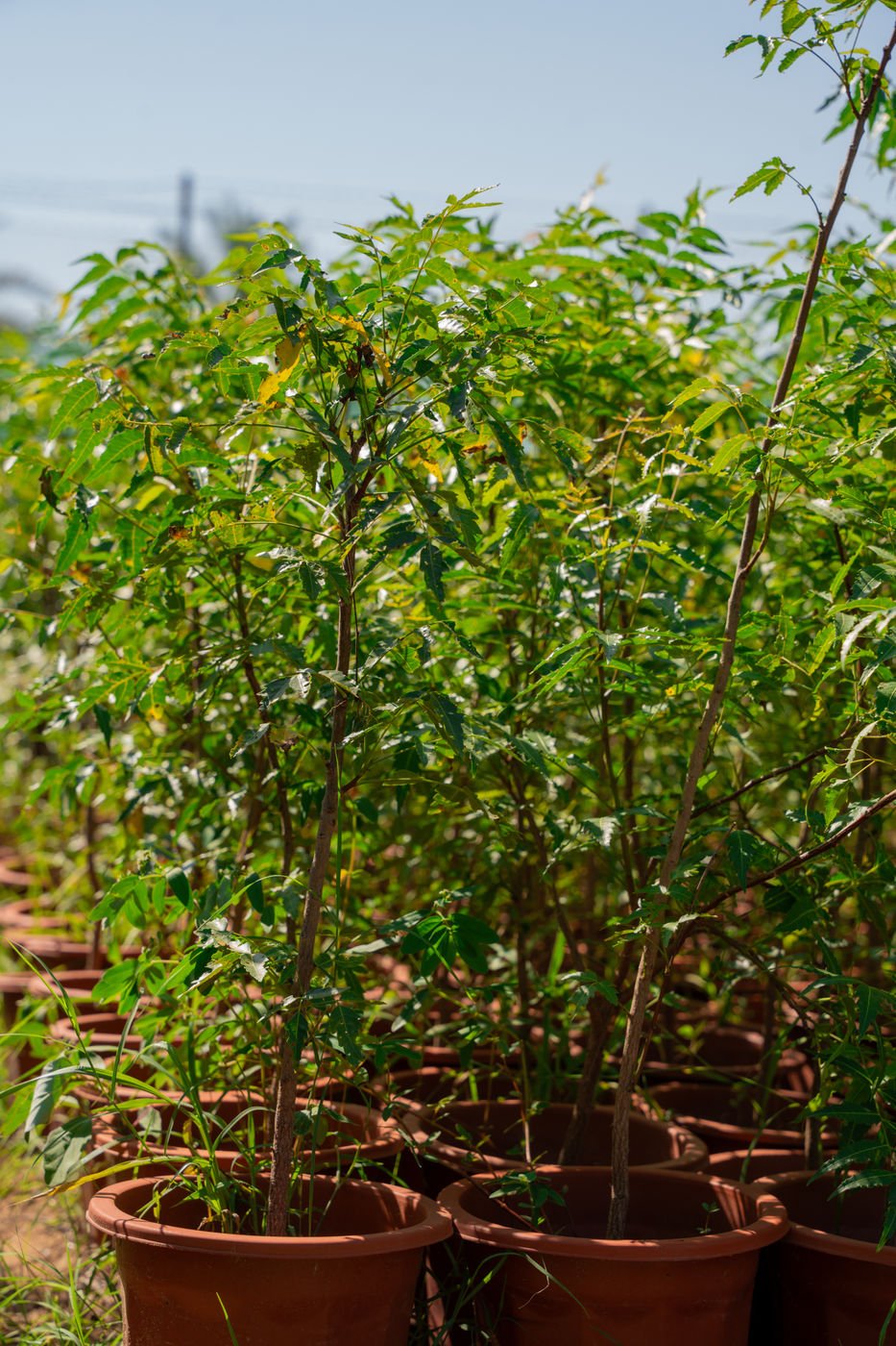 Neem Tree (Azadirachta indica) – Evergreen Medicinal Shade Tree for Gardens & Landscapes - Image 2