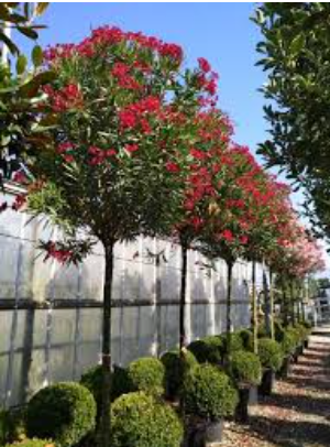 Nerium oleander – Evergreen Flowering Oleander Shrub for Gardens & Landscapes