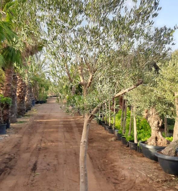 Olive Tree (Olea europaea) – Evergreen Mediterranean Fruit Tree for Gardens & Landscapes