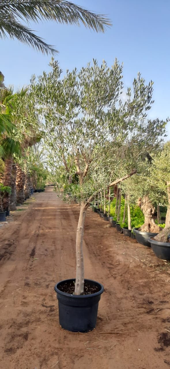 Olive Tree (Olea europaea) – Evergreen Mediterranean Fruit Tree for Gardens & Landscapes