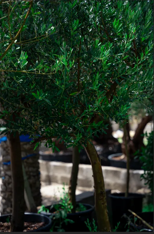 Olive Tree (Olea europaea) – Evergreen Mediterranean Fruit Tree for Gardens & Landscapes - Image 4
