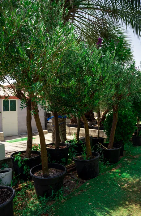 Olive Tree (Olea europaea) – Evergreen Mediterranean Fruit Tree for Gardens & Landscapes - Image 3