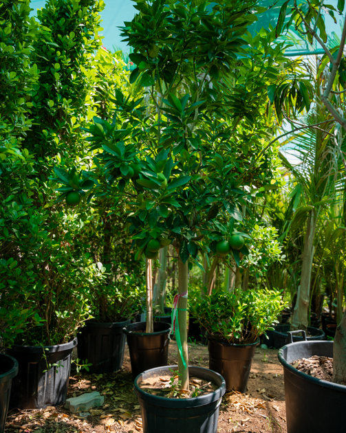 Sweet Orange Tree (Citrus sinensis) – Evergreen Citrus Fruit Tree for Gardens & Orchards