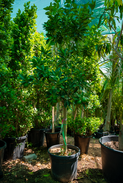 Sweet Orange Tree (Citrus sinensis) – Evergreen Citrus Fruit Tree for Gardens & Orchards