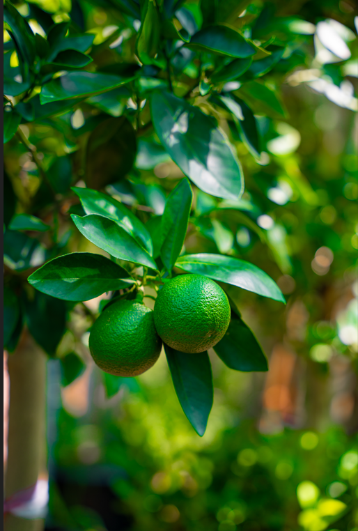 Sweet Orange Tree (Citrus sinensis) – Evergreen Citrus Fruit Tree for Gardens & Orchards - Image 2