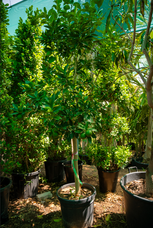 Sweet Orange Tree (Citrus sinensis) – Evergreen Citrus Fruit Tree for Gardens & Orchards - Image 3