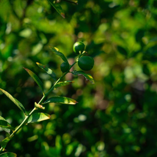 Pakistani Lemon Tree (Citrus limon) – Premium Evergreen Citrus Fruit Tree