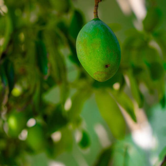 Pakistani Mango Tree (Mangifera indica) – Premium Sweet Tropical Mango Fruit Tree