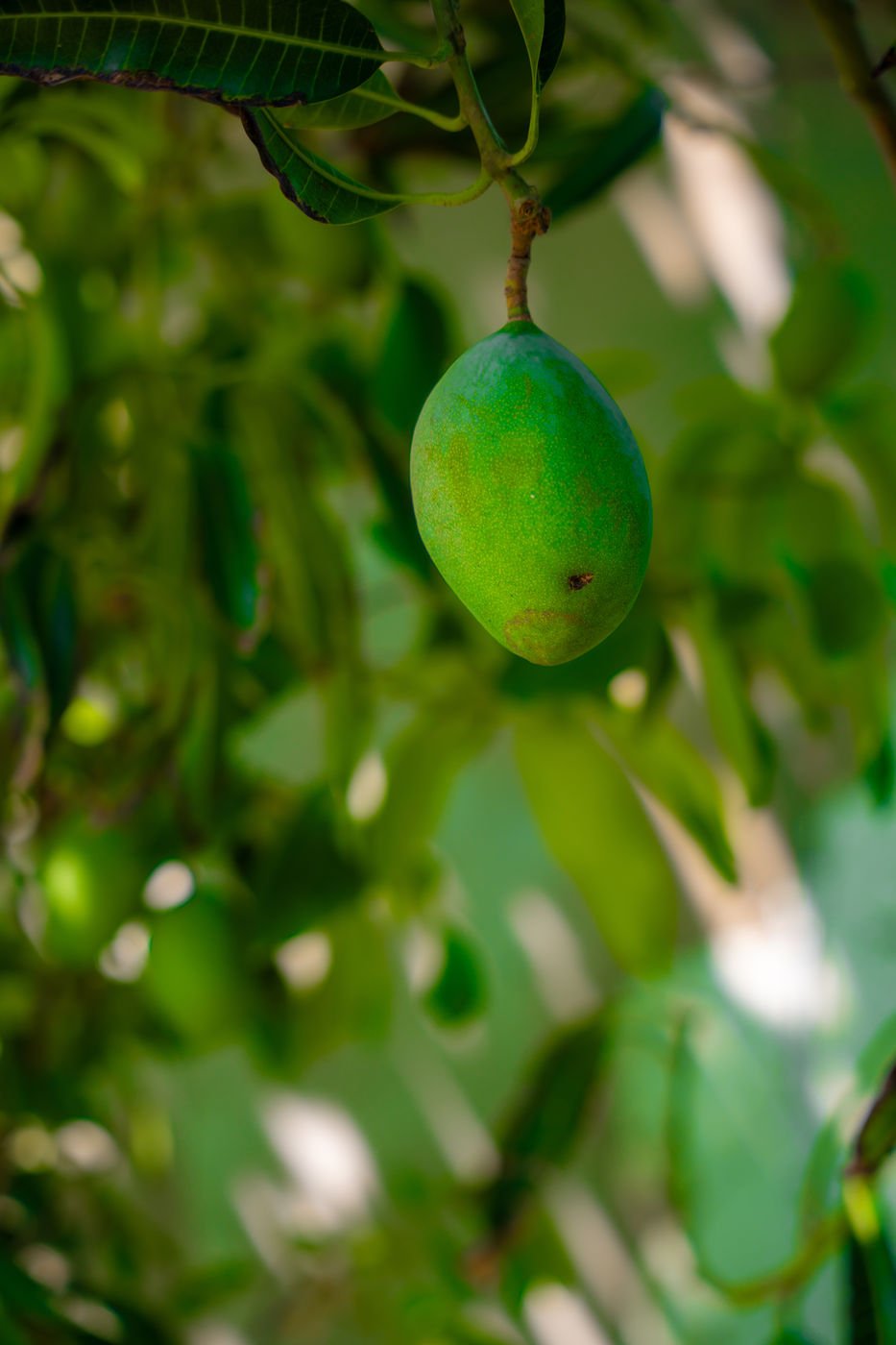 Pakistani Mango Tree (Mangifera indica) – Premium Sweet Tropical Mango Fruit Tree