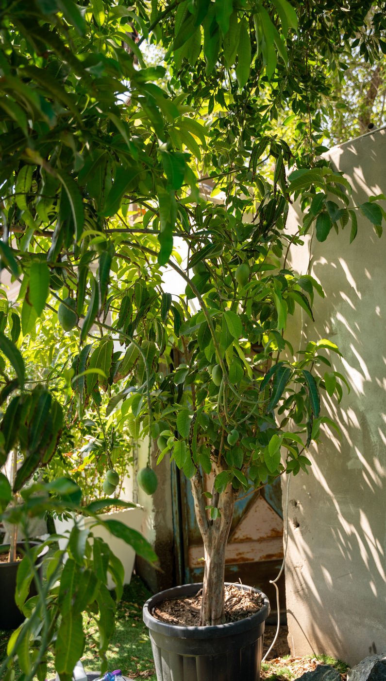 Pakistani Mango Tree (Mangifera indica) – Premium Sweet Tropical Mango Fruit Tree - Image 2