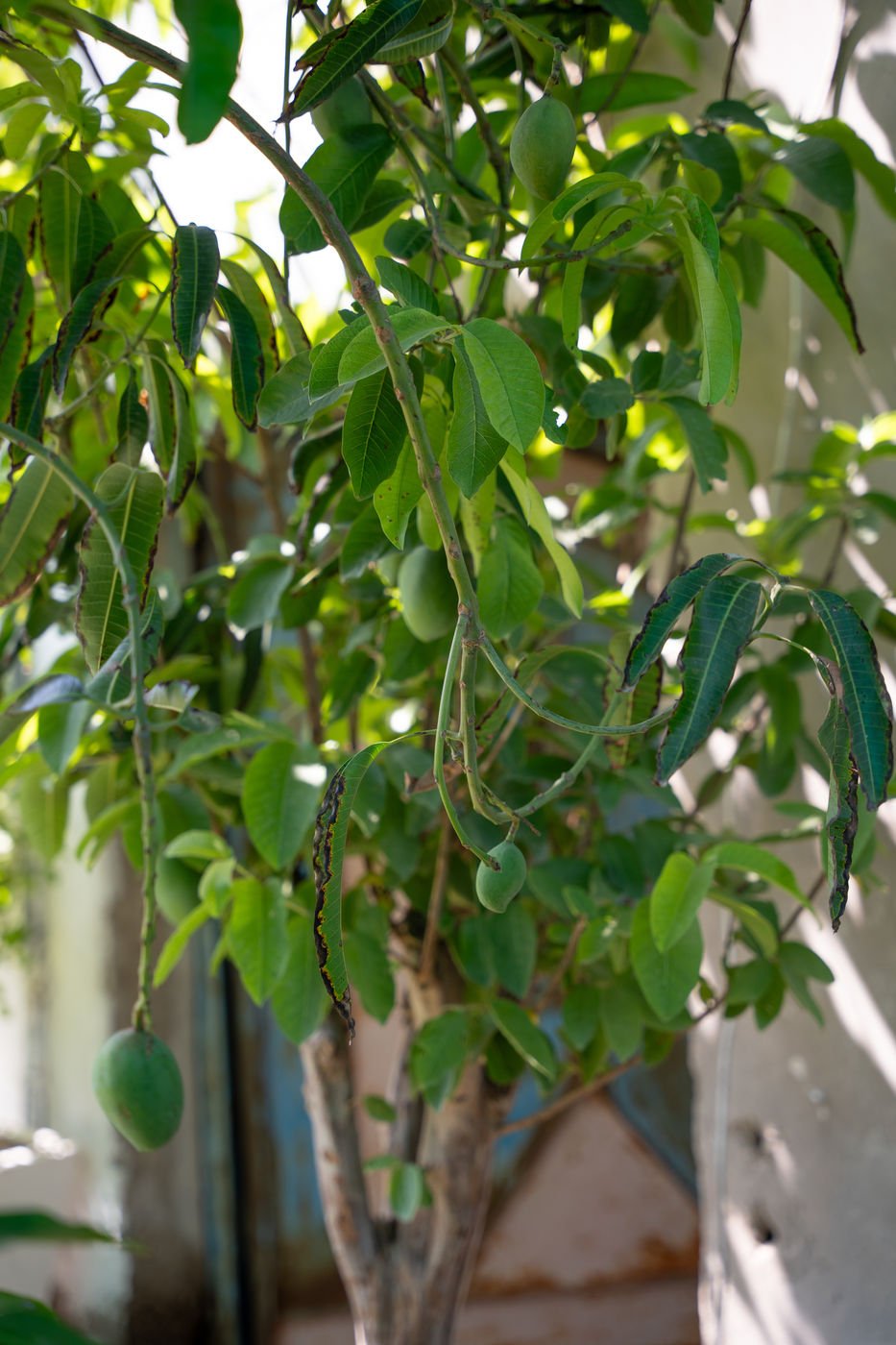 Pakistani Mango Tree (Mangifera indica) – Premium Sweet Tropical Mango Fruit Tree - Image 3