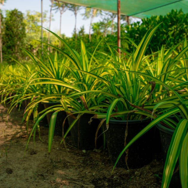 Pandanus Plant (Pandanus spp.) – Tropical Screw Pine Ornamental Landscape Plant