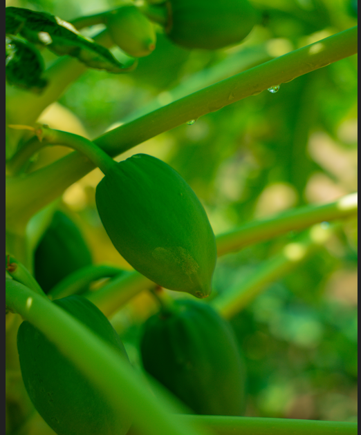 Papaya Tree (Carica papaya) – Fast-Growing Tropical Fruit Tree for Fresh Papayas