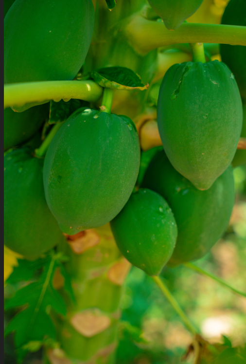Papaya Tree (Carica papaya) – Fast-Growing Tropical Fruit Tree for Fresh Papayas - Image 2