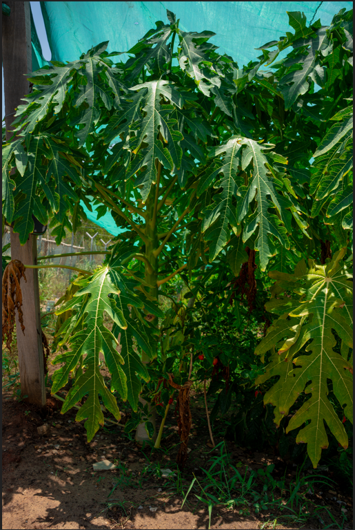 Papaya Tree (Carica papaya) – Fast-Growing Tropical Fruit Tree for Fresh Papayas - Image 3