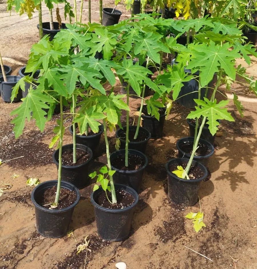 Papaya Tree (Carica papaya) – Fast-Growing Tropical Fruit Tree for Fresh Papayas - Image 4
