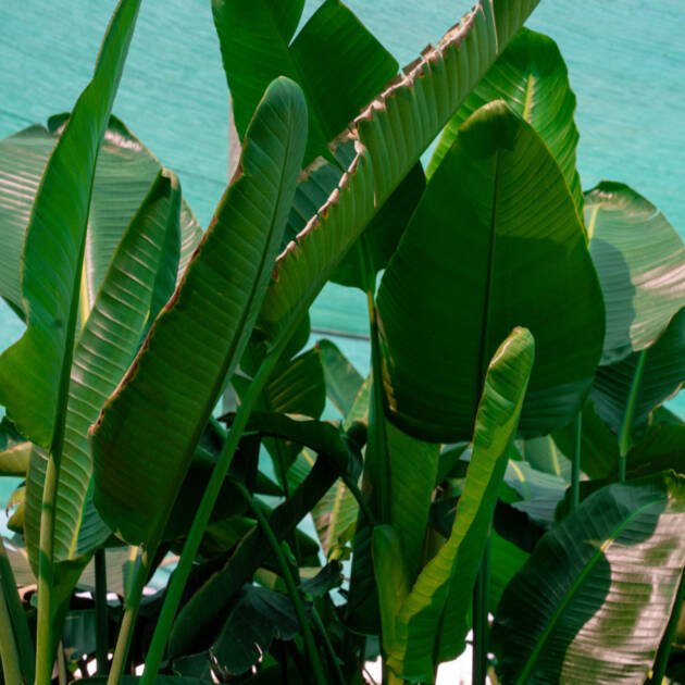 Traveller’s Palm (Ravenala madagascariensis) – Tropical Fan Palm for Landscapes & Gardens