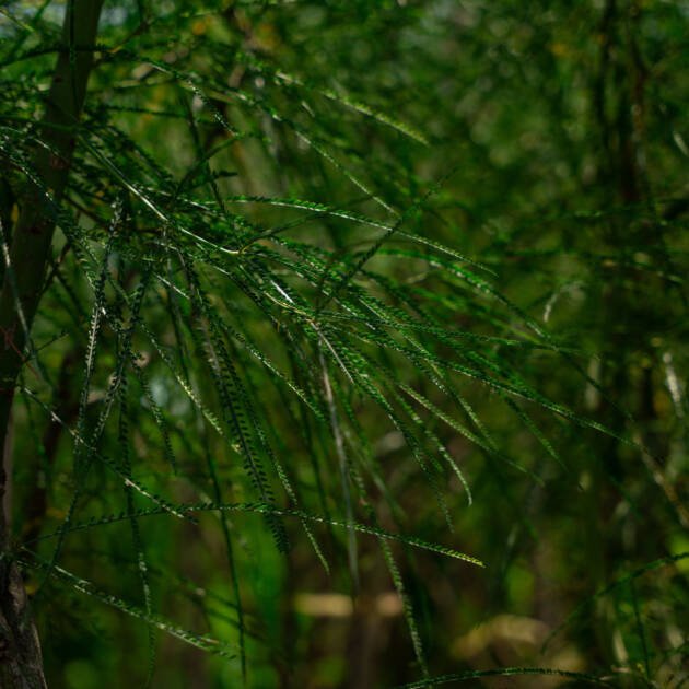 Parkinsonia Tree (Parkinsonia aculeata) – Drought-Tolerant Desert Ornamental Tree