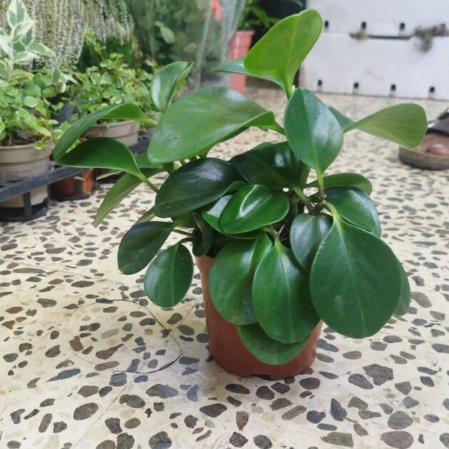 Peperomia obtusifolia – Baby Rubber Plant Indoor Foliage Houseplant