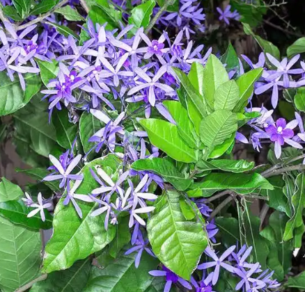 Petrea volubilis – Queen’s Wreath Flowering Vine for Tropical Gardens & Landscapes