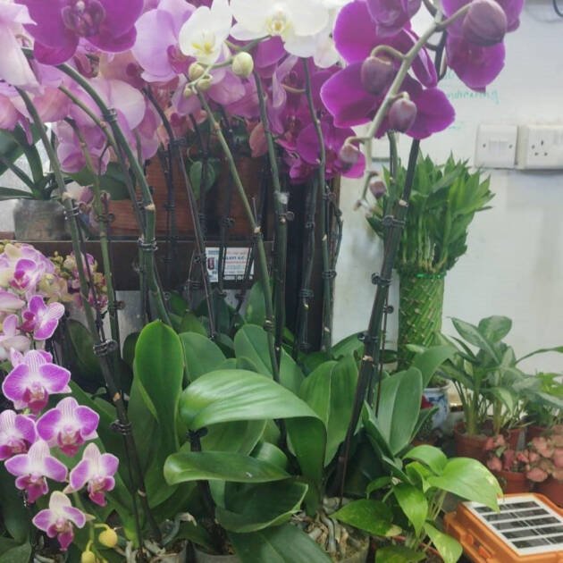 Phalaenopsis Orchid – Elegant Moth Orchid Indoor Flowering Plant