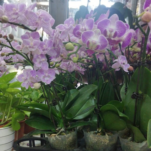 Small Phalaenopsis Orchid – Mini Moth Orchid Indoor Flowering Plant