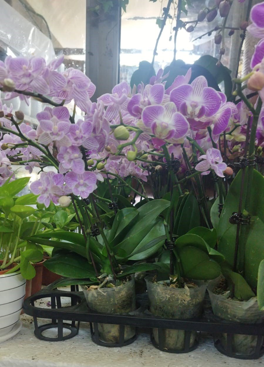 Small Phalaenopsis Orchid – Mini Moth Orchid Indoor Flowering Plant