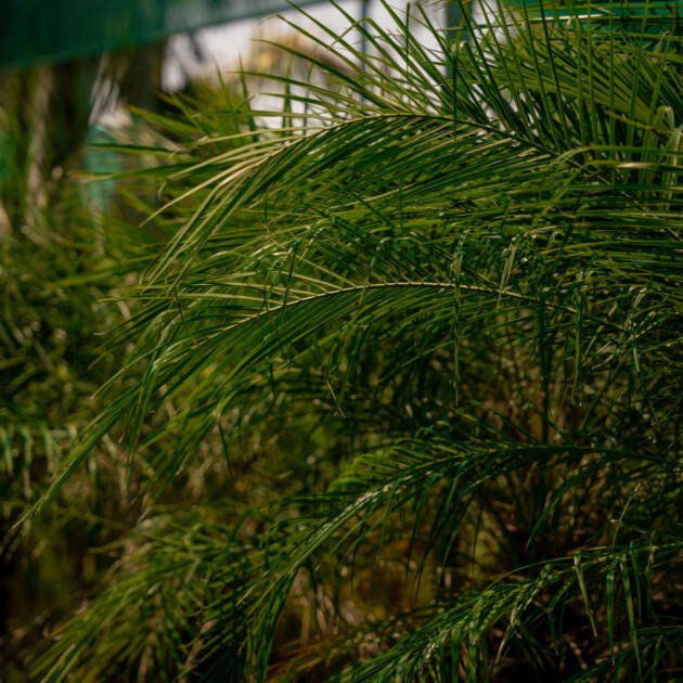 Phoenix Roebelenii Palm – Pygmy Date Palm for Tropical Gardens & Landscapes