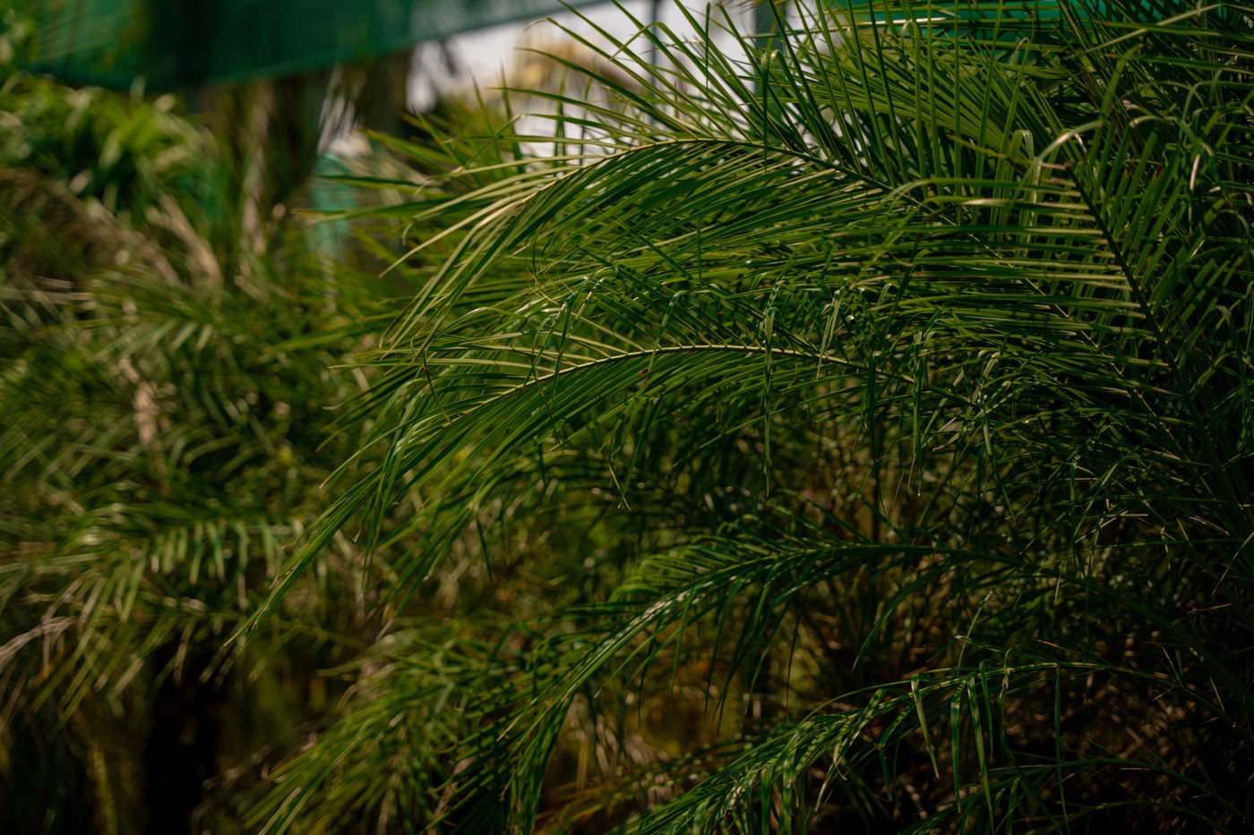 Phoenix Roebelenii Palm – Pygmy Date Palm for Tropical Gardens & Landscapes