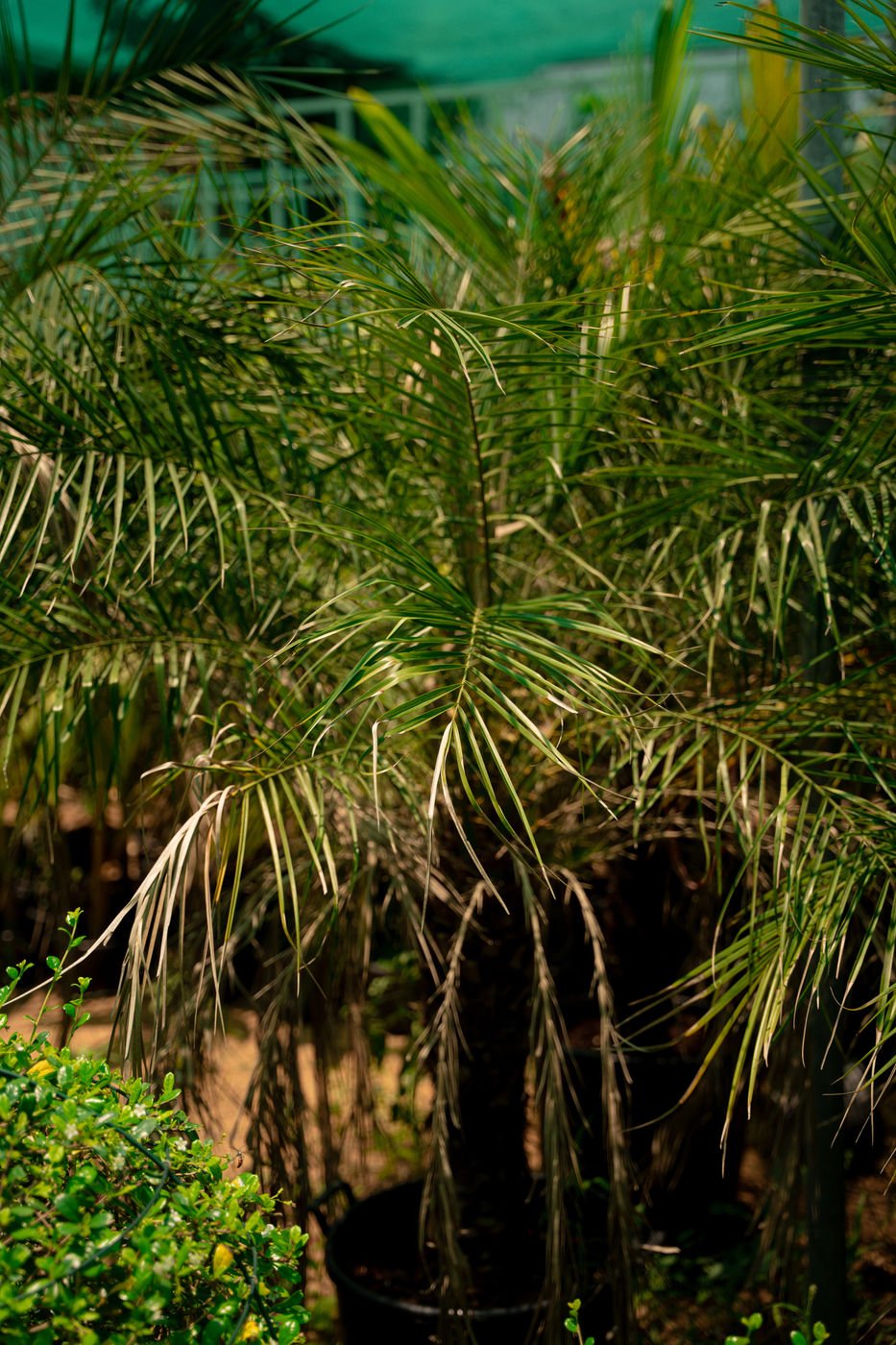 Phoenix Roebelenii Palm – Pygmy Date Palm for Tropical Gardens & Landscapes - Image 2