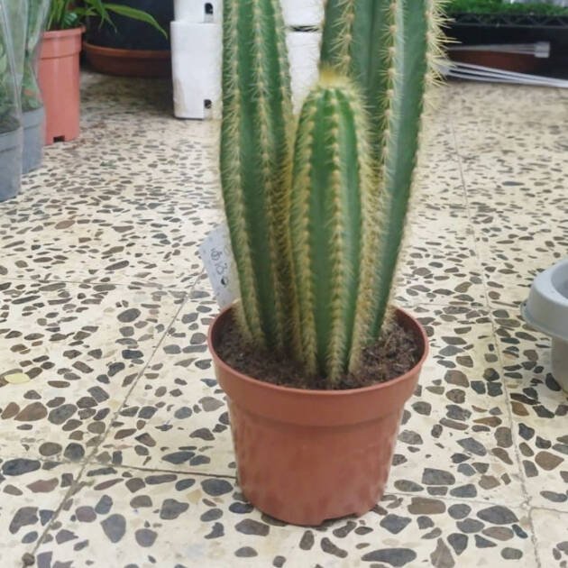 Pilosocereus Cactus – Blue Columnar Cactus for Desert Gardens & Modern Landscapes