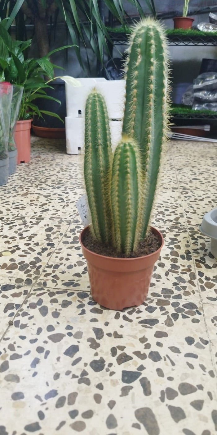 Pilosocereus Cactus – Blue Columnar Cactus for Desert Gardens & Modern Landscapes