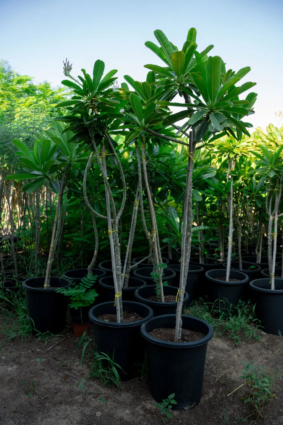Plumeria obtusa – Evergreen Frangipani Flowering Tree for Tropical Landscapes - Image 5