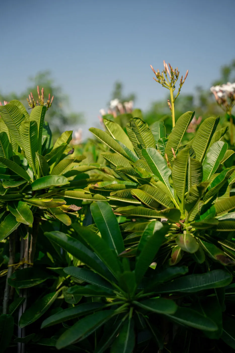 Plumeria obtusa – Evergreen Frangipani Flowering Tree for Tropical Landscapes - Image 4