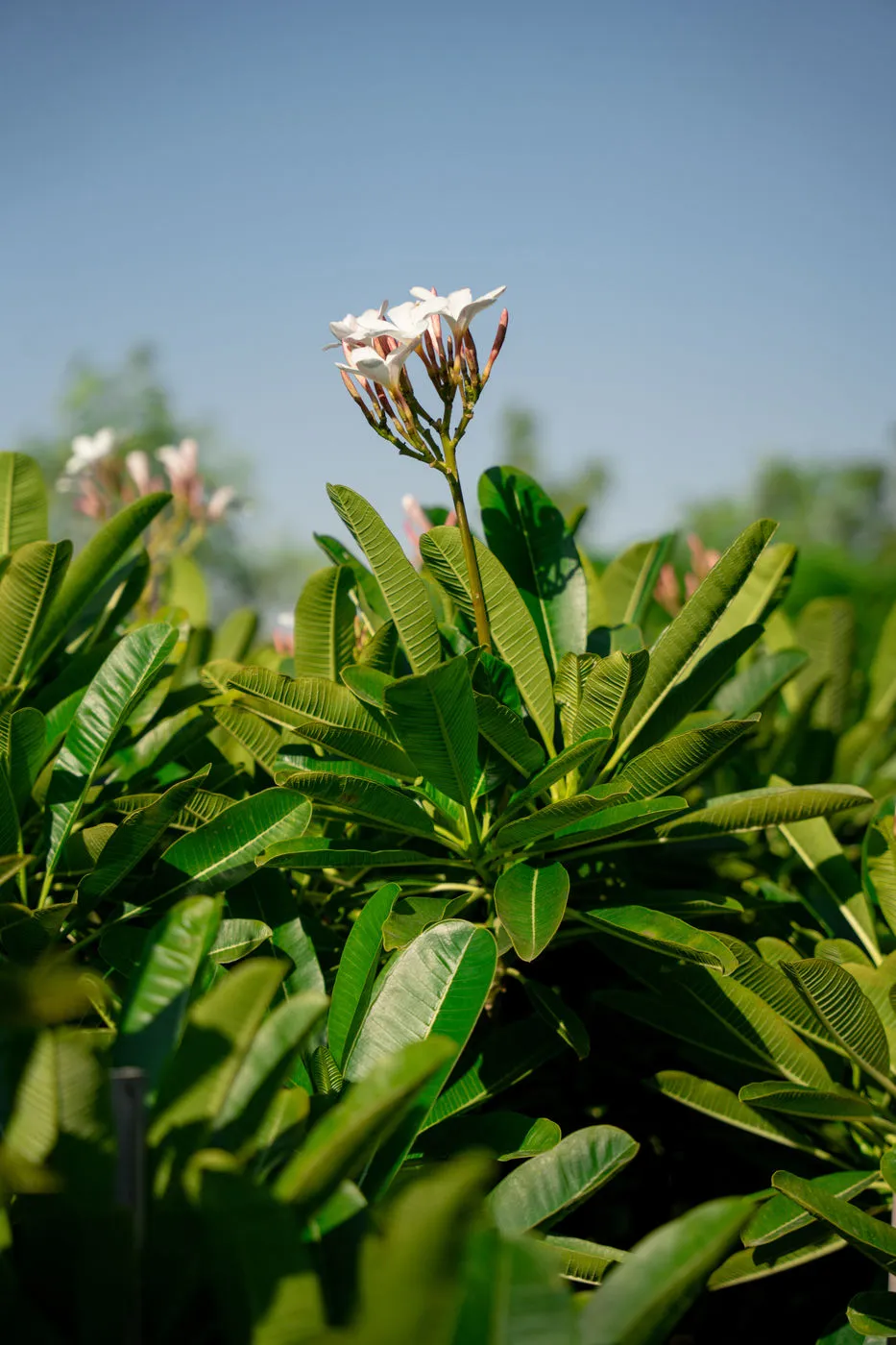 Plumeria obtusa – Evergreen Frangipani Flowering Tree for Tropical Landscapes - Image 3