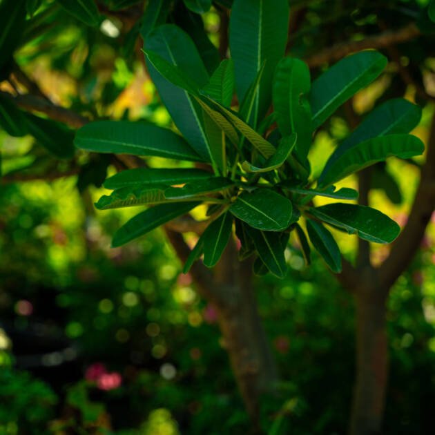 Plumeria obtusa – Evergreen Frangipani Flowering Tree for Tropical Landscapes