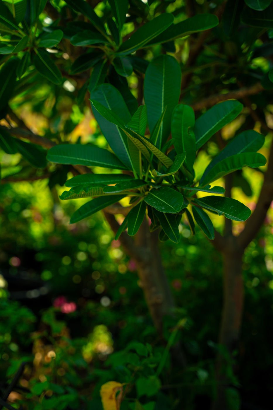 Plumeria obtusa – Evergreen Frangipani Flowering Tree for Tropical Landscapes