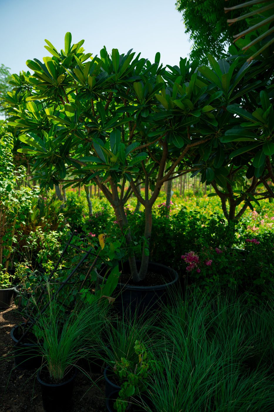 Plumeria obtusa – Evergreen Frangipani Flowering Tree for Tropical Landscapes - Image 2