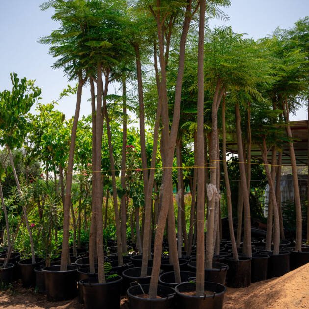 Royal Poinciana (Delonix regia) – Flame Tree for Tropical Gardens & Landscapes