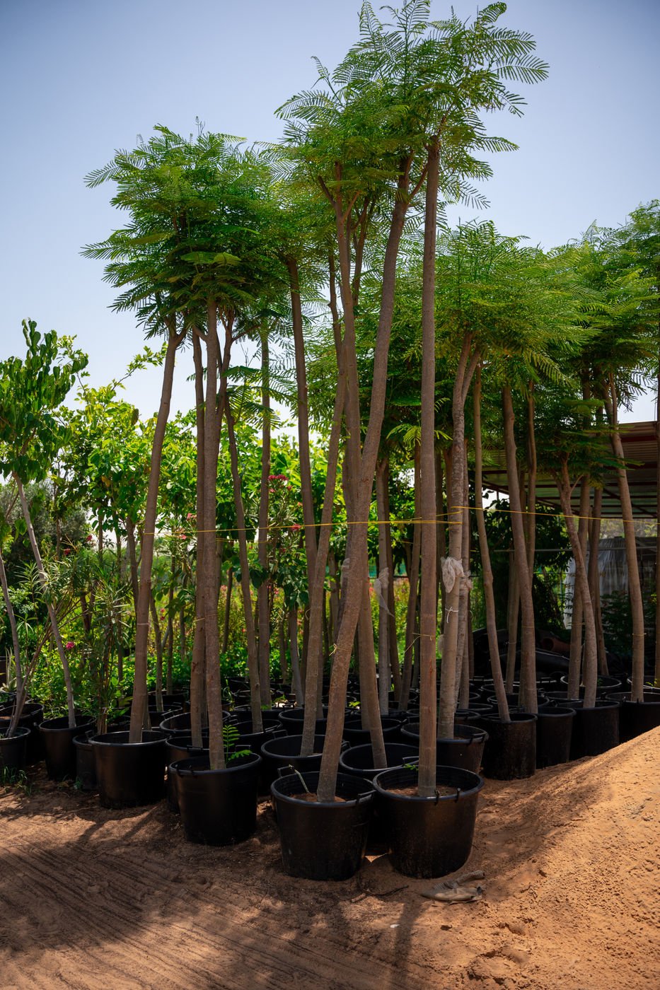 Royal Poinciana (Delonix regia) – Flame Tree for Tropical Gardens & Landscapes