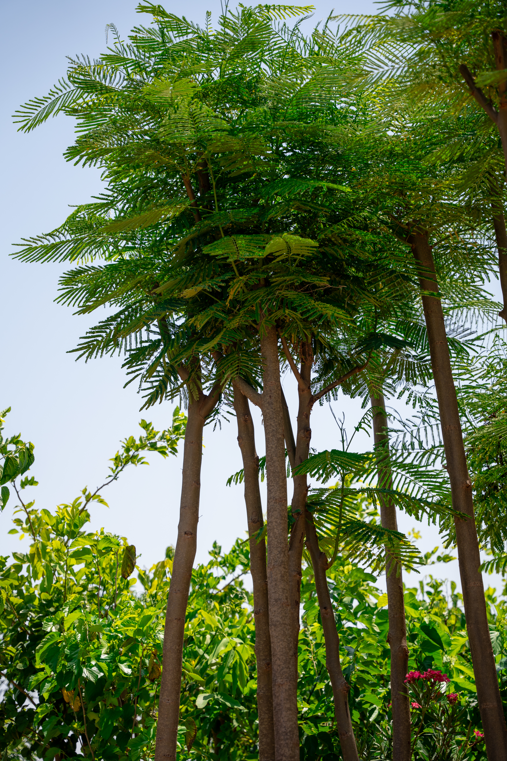 Royal Poinciana (Delonix regia) – Flame Tree for Tropical Gardens & Landscapes - Image 2