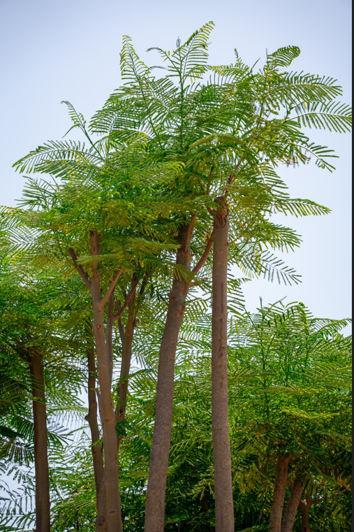 Royal Poinciana (Delonix regia) – Flame Tree for Tropical Gardens & Landscapes - Image 3
