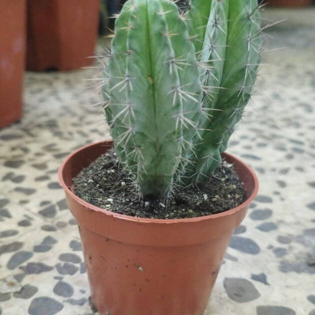 Polaskia chichipe Cactus – Mexican Columnar Cactus for Desert Landscapes